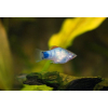 Platka - Zmienniak Plamisty - Xiphophorus maculatus